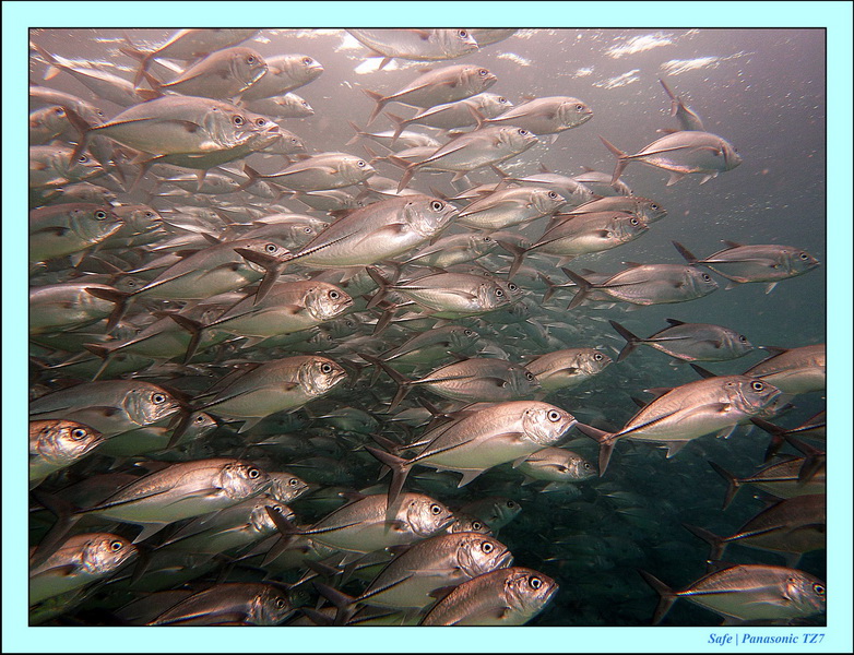 2011 - 08 - Borneo - Sipadan 092